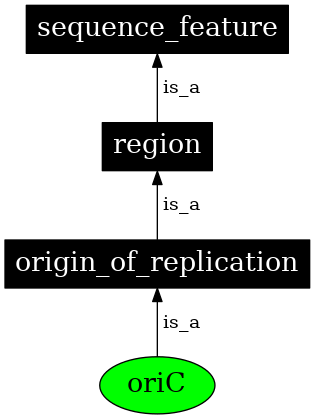 Graph image for SO:0000953