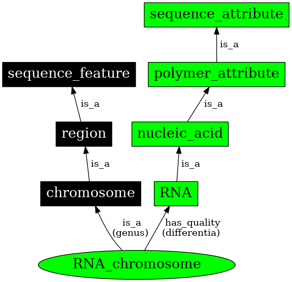 Graph image for SO:0000961