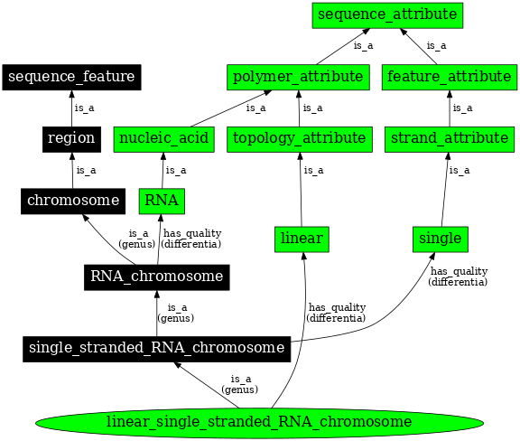 Graph image for SO:0000963