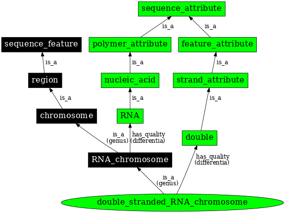 Graph image for SO:0000965