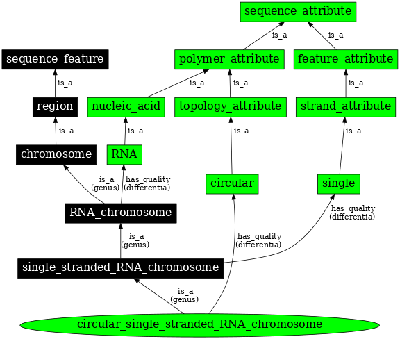 Graph image for SO:0000966