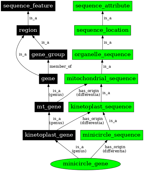 Graph image for SO:0000975