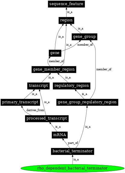 Graph image for SO:0000981