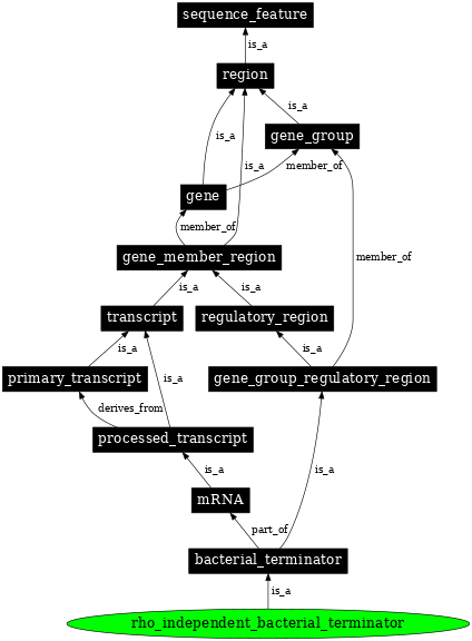 Graph image for SO:0000982