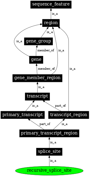Graph image for SO:0000998