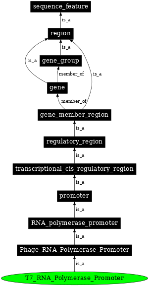 Graph image for SO:0001207