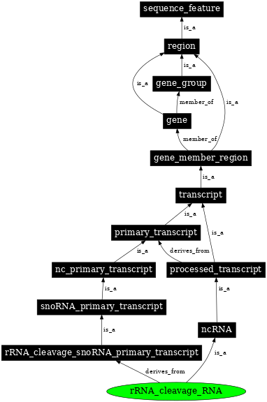 Graph image for SO:0005843