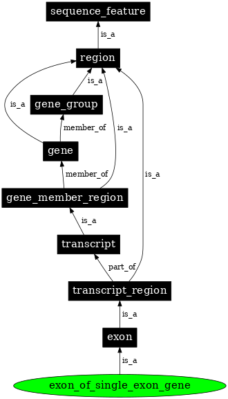 Graph image for SO:0005845