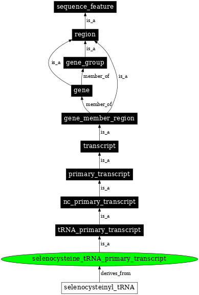 Graph image for SO:0005856