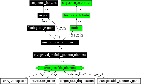 Graph image for SO:0000101
