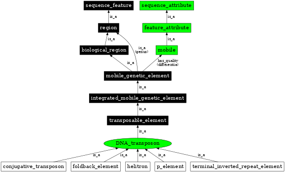 Graph image for SO:0000182