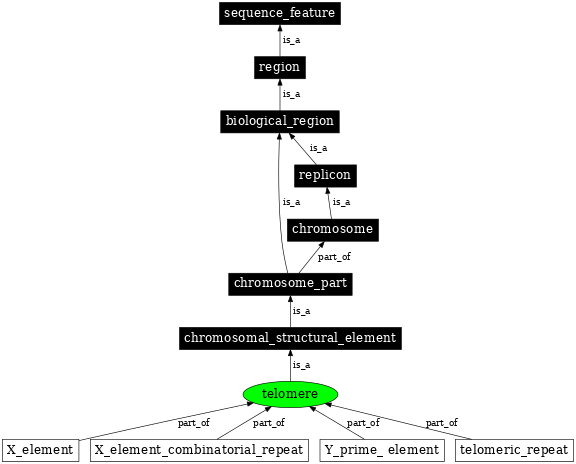 Graph image for SO:0000624