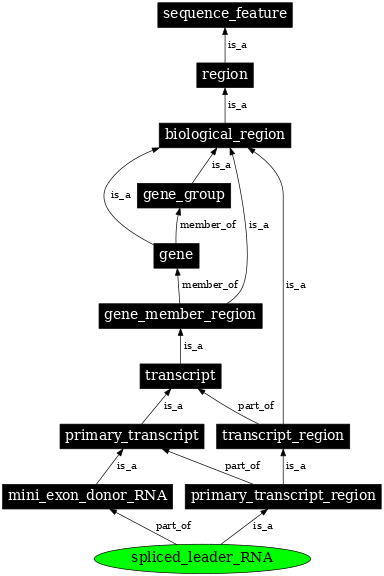 Graph image for SO:0000636