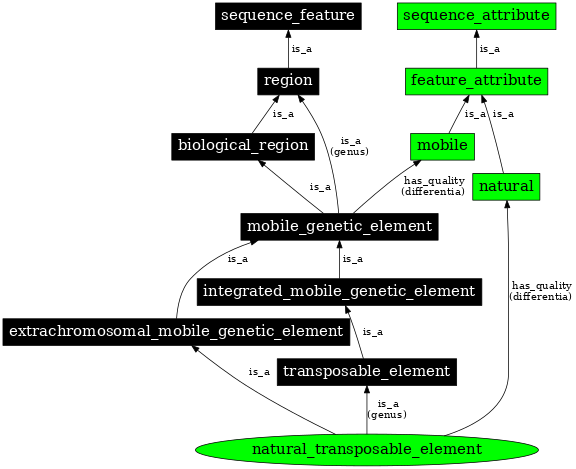 Graph image for SO:0000797