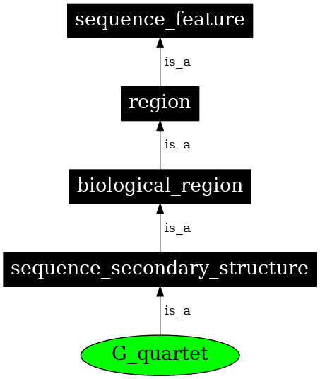 Graph image for SO:0000003