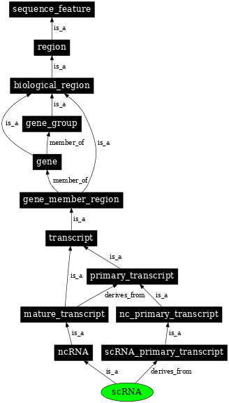 Graph image for SO:0000013