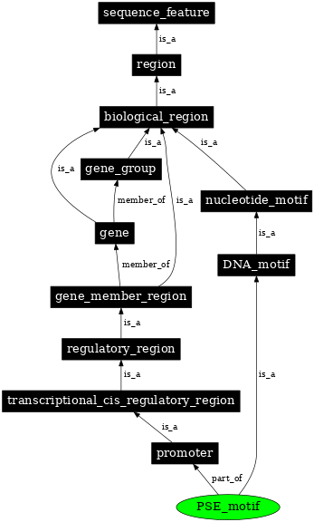 Graph image for SO:0000017