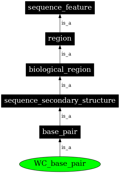 Graph image for SO:0000029