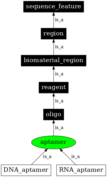 Graph image for SO:0000031