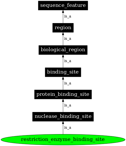 Graph image for SO:0000061