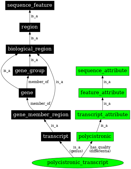 Graph image for SO:0000078