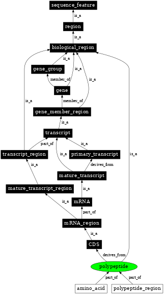 Graph image for SO:0000104