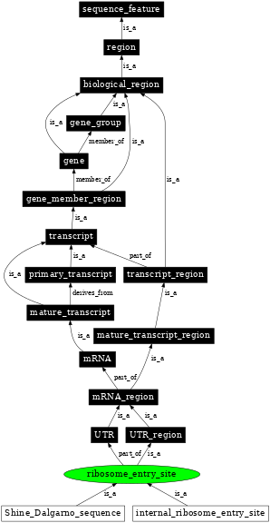 Graph image for SO:0000139