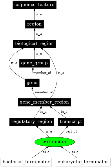 Graph image for SO:0000141