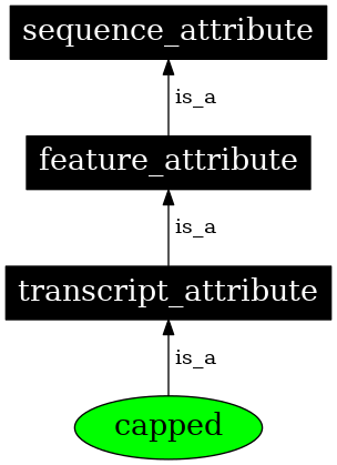 Graph image for SO:0000146