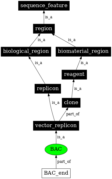 Graph image for SO:0000153