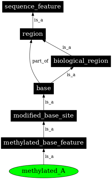 Graph image for SO:0000161