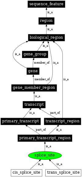 Graph image for SO:0000162