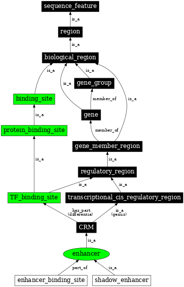 Graph image for SO:0000165