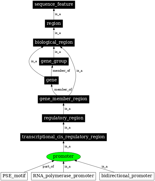 Graph image for SO:0000167