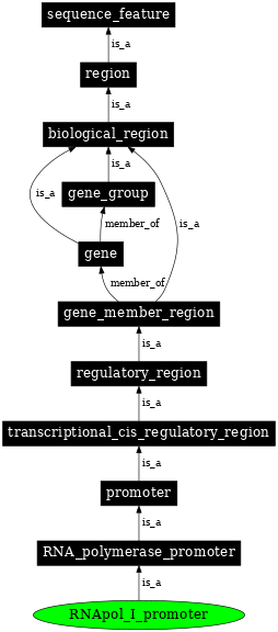 Graph image for SO:0000169