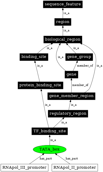 Graph image for SO:0000174