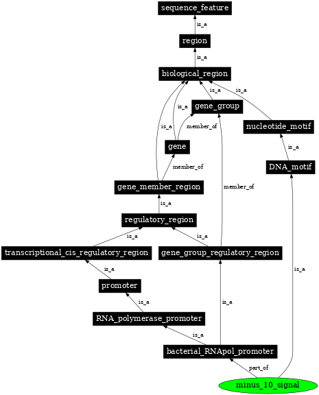 Graph image for SO:0000175