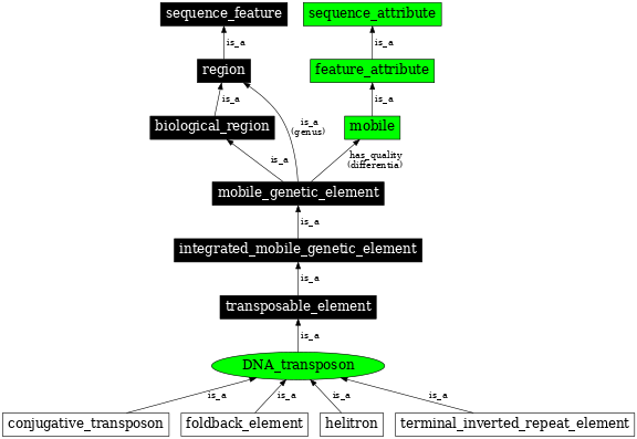 Graph image for SO:0000182