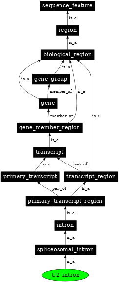 Graph image for SO:0000184