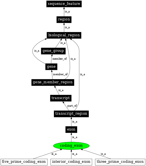 Graph image for SO:0000195