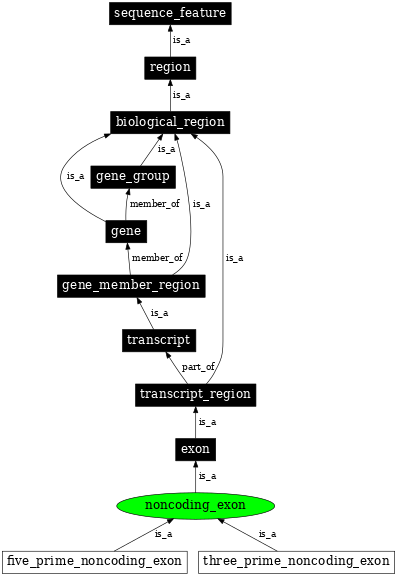 Graph image for SO:0000198