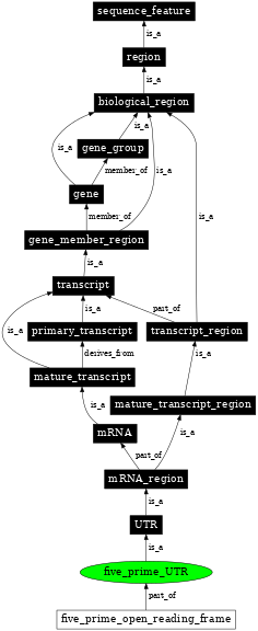 Graph image for SO:0000204