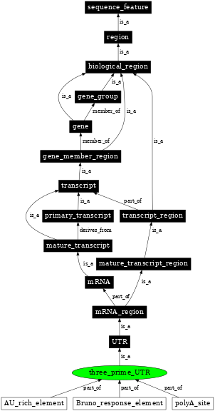 Graph image for SO:0000205