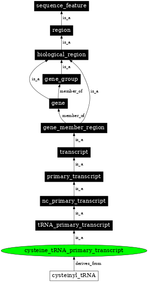 Graph image for SO:0000215