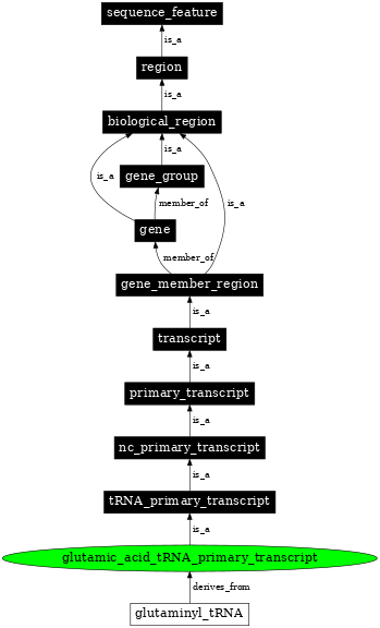 Graph image for SO:0000216