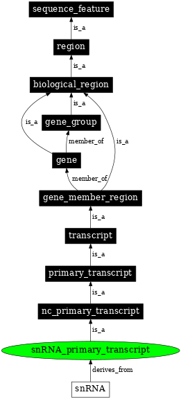 Graph image for SO:0000231