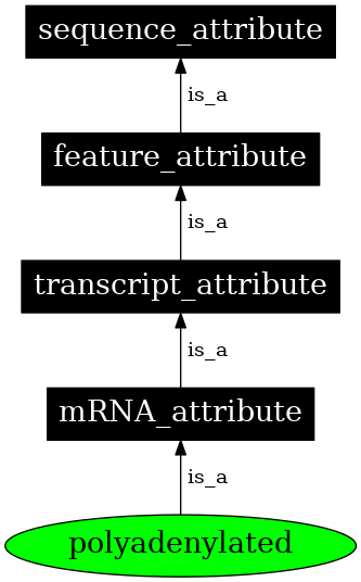 Graph image for SO:0000246