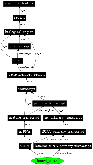 Graph image for SO:0000264