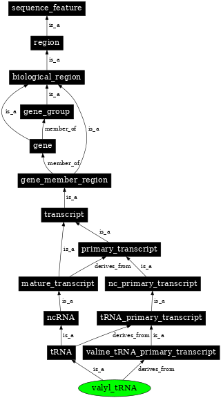 Graph image for SO:0000273