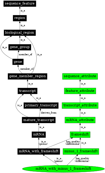 Graph image for SO:0000282